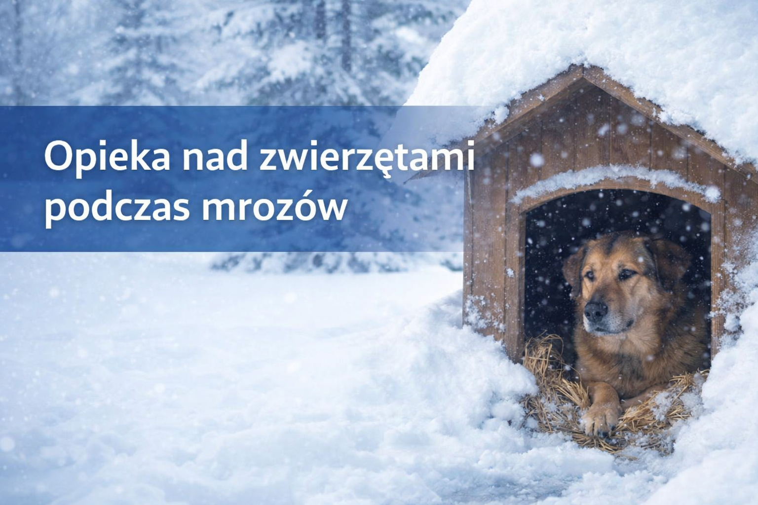 Podstawowe zasady opieki nad zwierzętami towarzyszącymi, kiedy na zewnątrz mr&oacute;z