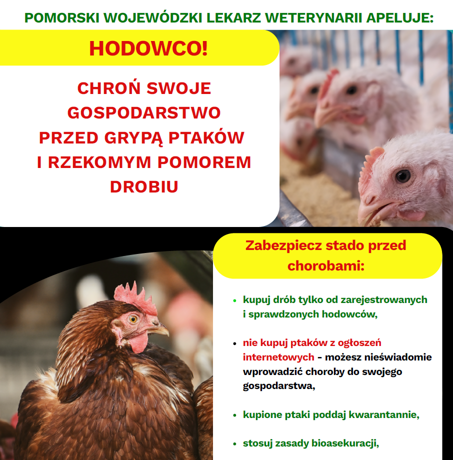 Ulotka informacyjna przed chorobami drobiu
